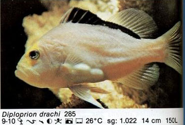 Diploprion drachi